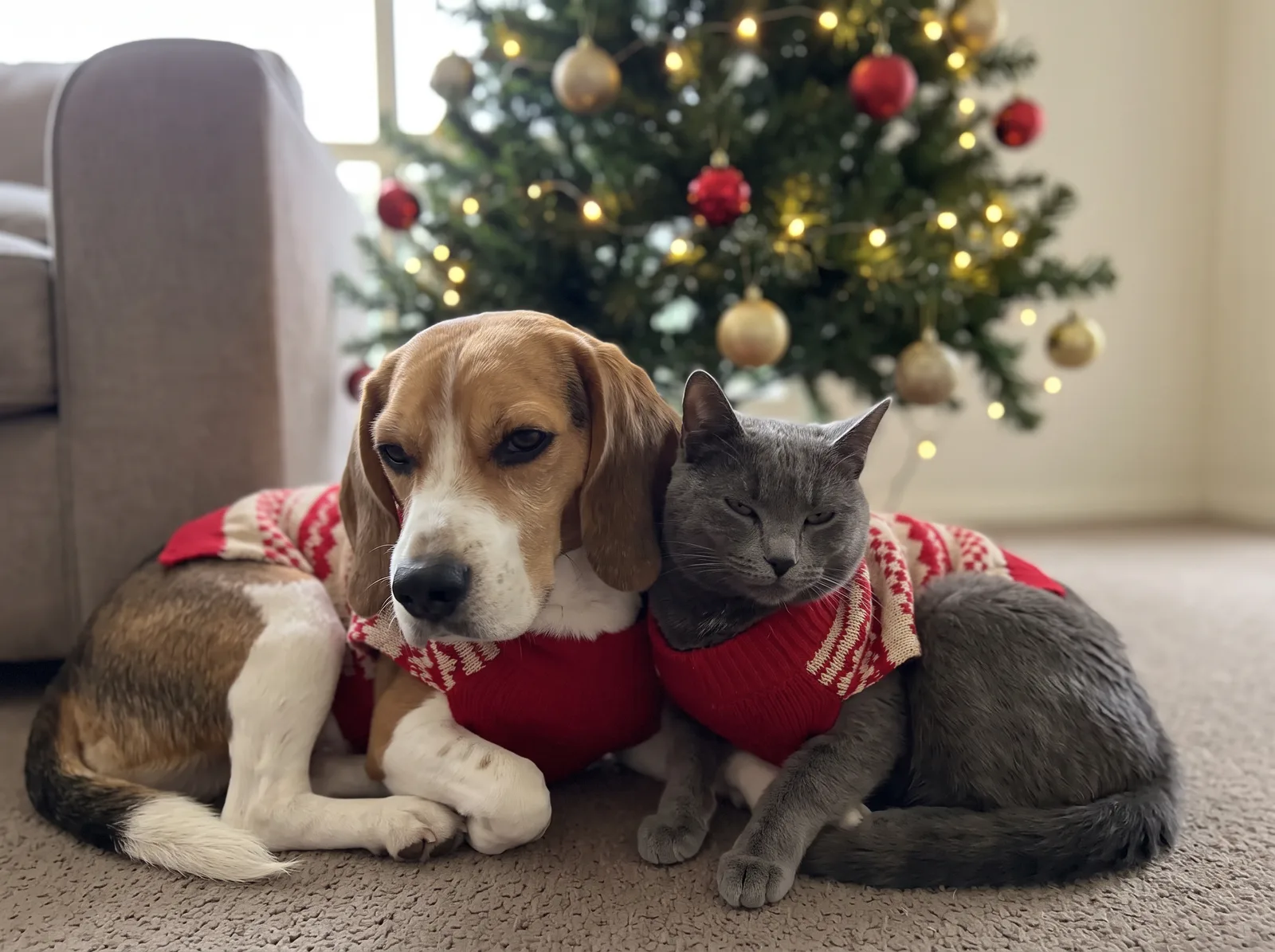 Christmas portrait of an AI-generated sample pet