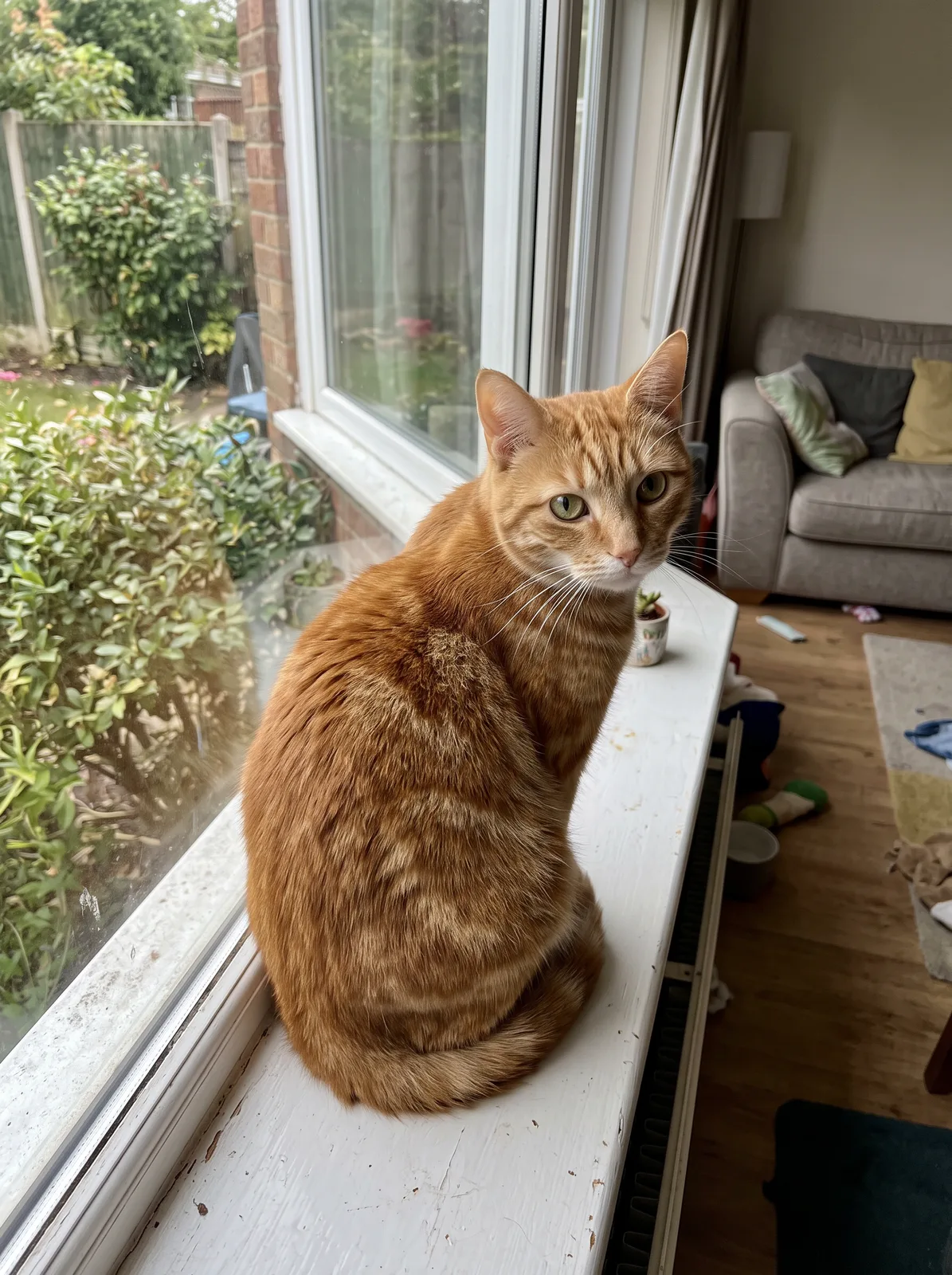 AI-generated sample cat