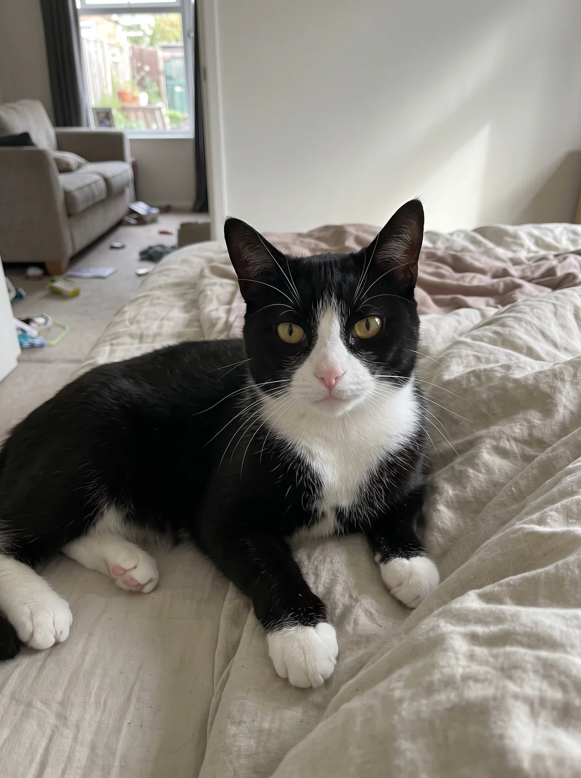 AI-generated sample cat