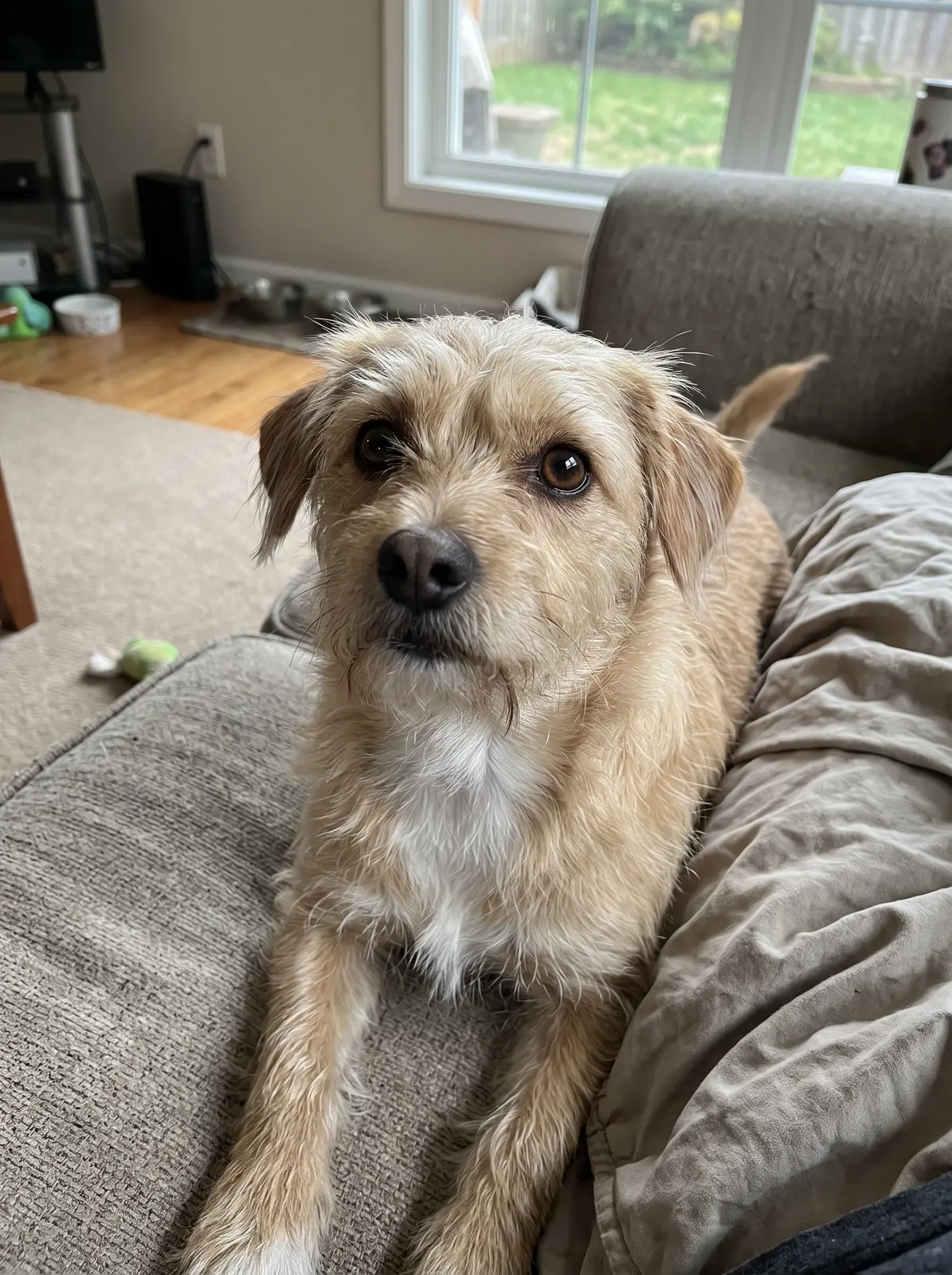 AI-generated sample dog