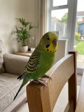 Original photo of an AI-generated sample bird; compare its eyes and markings with the Renaissance AI portrait