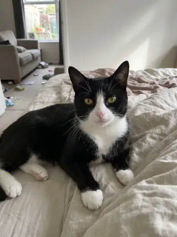 Original photo of an AI-generated sample cat; compare its eyes and markings with the Gothic AI portrait