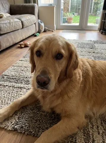 Original photo of an AI-generated sample dog; compare its eyes and markings with the Royal AI portrait
