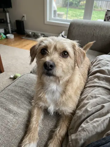 Original photo of an AI-generated sample dog; compare its eyes and markings with the Memorial AI portrait